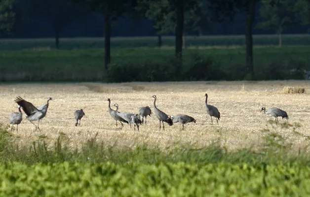 Populatie kraanvogels in Nederland sterk gegroeid
