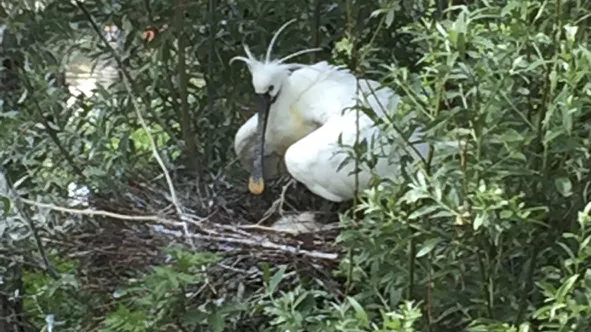 Eerste lepelaars uit het ei gekropen in Haarlem langs de A200