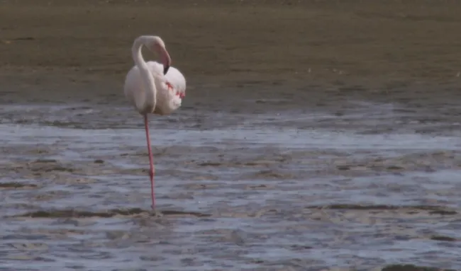 Europese flamingo (Foto: Marc Plomp/ vogelinformatiecentrum)