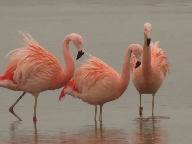 Flamingo's zijn vastgelegd door natuurfotograaf Ellen Keizer