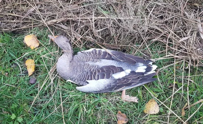 Vogelgriep vastgesteld