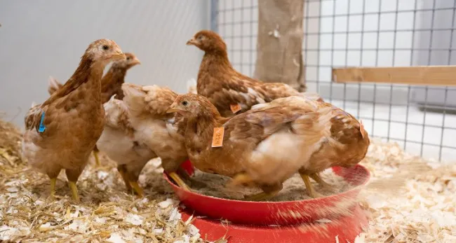 Ontwikkeling vaccins vogelgriep universiteit Wageningen