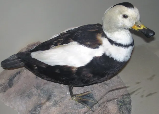Camptorhynchus labradorius Gmelin, 1789 - Labrador duck (replica) (Field Museum of Natural History, Chicago, Illinois, USA). The never-common Labrador duck is an extinct species of North American Eastern Seaboard sea duck. Not surprisingly, its late 1800s extinction was due to human activity.