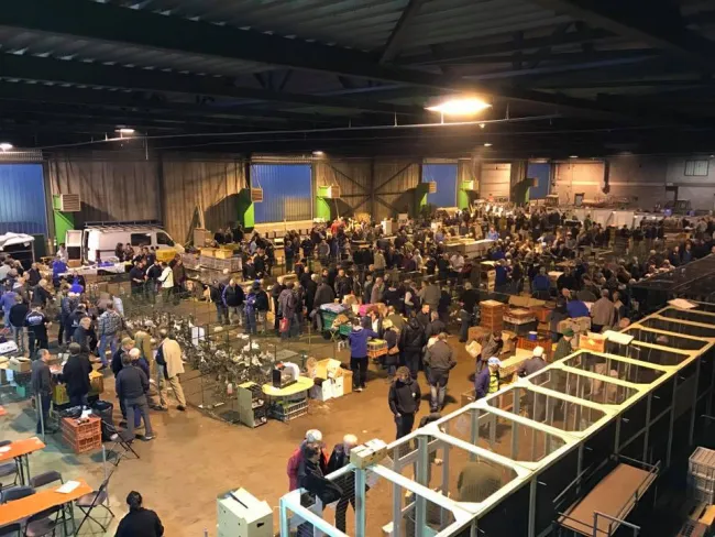 Birdmarket - The Korhaan