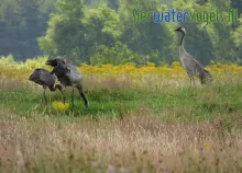 Kraanvogelkuikens Fochteloërveen vliegen