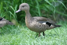 Madagaskartaling (Anas bernieri)