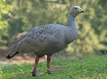 Cereopsis of Hoender gans (Cereopsis novaehollandiae)