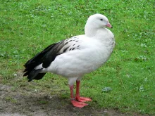 Andesgans (Chloephaga melanoptera)