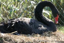 Zwarte zwaan (Cygnus atratus)