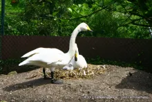 Wilde of Whooper zwaan (Cygnus cygnus)