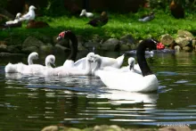 Zwarthals zwaan (Cygnus melanocorypha)