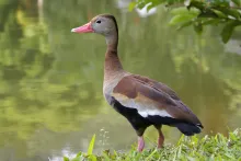 Zwartbuikfluiteend (Dendrocygna autumnalis)