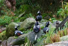 Harlekijneend (Histrionicus histrionicus)