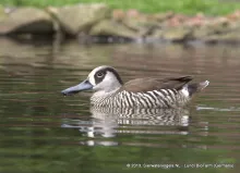 Roze-ooreend (Malacorhynchus membranaceus)