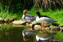 Chinese zaagbekeend (Mergus squamatus)
