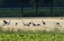 Populatie kraanvogels in Nederland sterk gegroeid