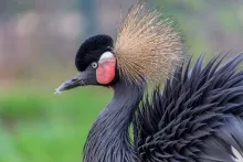 zwarte kroonkraanvogel (Balearica pavonina)