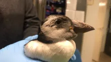 Papegaaiduiker gevonden op strand bij Bergen