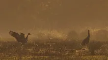 In het voorjaar werden er in de Mariapeel twee jongen geboren. © Staatsbosbeheer (Jan van de Kam)