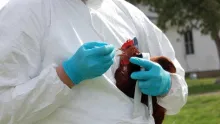 Vogels vaccineren tegen de vogelgriep