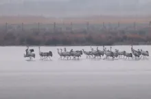 Kraanvogels in de Biesbosch