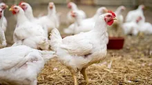 Vogelgriep uitbraak in Putten