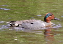 Green winged Teal (Anas crecca carolinensis)
