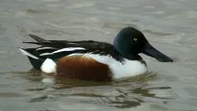 Anas clypeata
