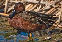 Cinnamon Teal (Anas cyanoptera)