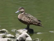 Anas gracilis (Female)
