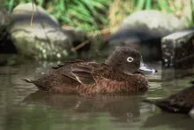 Campbell Teal