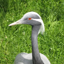 Demoiselle Crane
