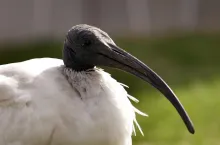 Threskiornis molucca