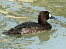 Aythya affinis (female)