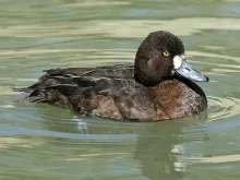 Aythya affinis (female)