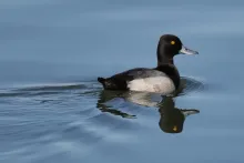 Aythya affinis (male)