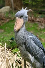 Shoebill (Balaeniceps rex)