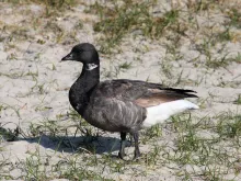 Branta bernicla nigricans