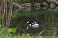 Bucephala islandica