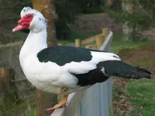 Cairina moschata