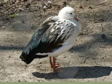 Chloephaga melanoptera