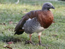 Chloephaga poliocephala