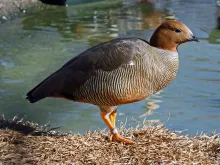 Ruddy-headed Goose (Chloephaga rubridiceps)