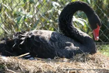 Cygnus atratus