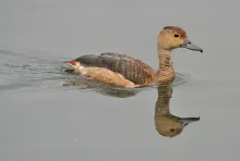 Lesser Whistling duck