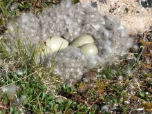 Europese Eider (Somateria mollissima) nest