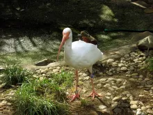 Eudocimus albus