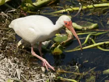 Eudocimus albus