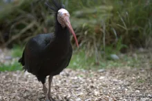 Northern Bald Ibis (Geronticus eremita)