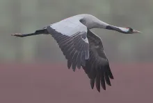 Eurasian crane (Grus grus)